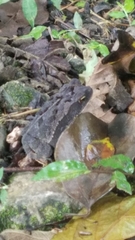 Incilius macrocristatus