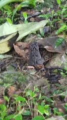 Incilius macrocristatus