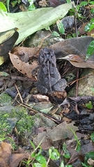 Incilius macrocristatus