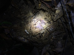 Odontomachus brunneus