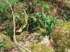 Antrophyopsis boryana