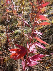 Artemisia vulgaris kamtschatica