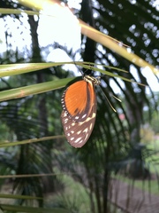 Heliconius hecale zuleika