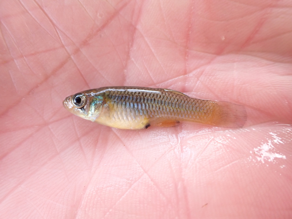 Big Bend Gambusia