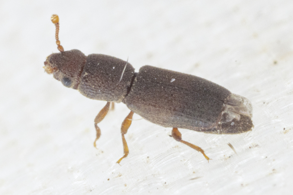 Bactridium californicum