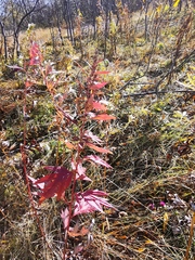 Artemisia vulgaris kamtschatica