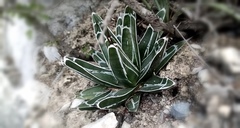 Agave victoriae-reginae