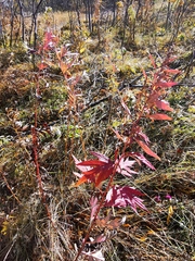 Artemisia vulgaris kamtschatica