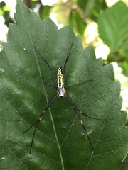 Trichonephila clavata