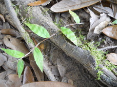 Oplismenus hirtellus setarius