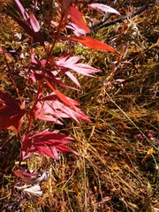 Artemisia vulgaris kamtschatica
