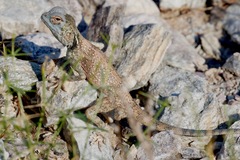 Pseudotrapelus jensvindumi