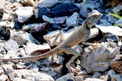 Pseudotrapelus jensvindumi