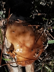 Suillus bellinii