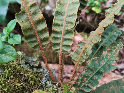 Elaphoglossum splendens image