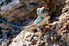 Pseudotrapelus jensvindumi