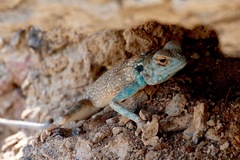 Pseudotrapelus jensvindumi