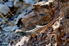 Pseudotrapelus jensvindumi