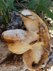 Suillus bellinii