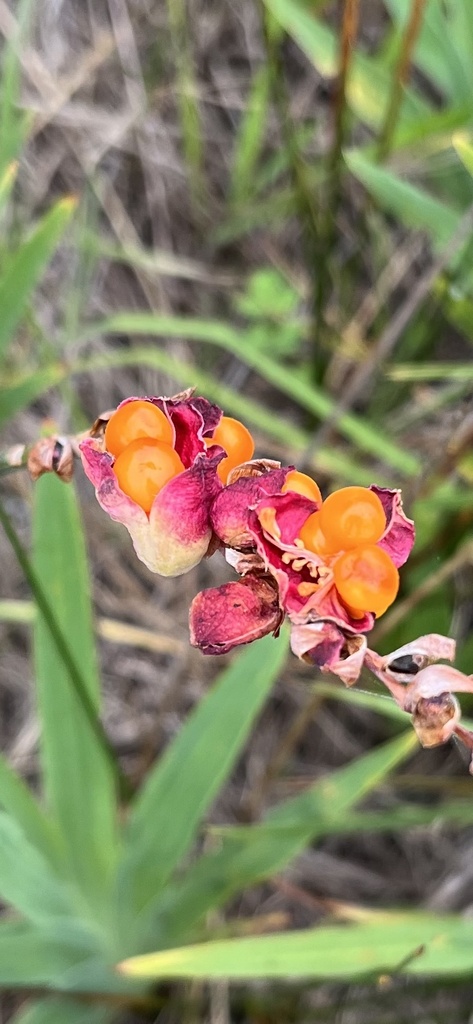 Chasmanthe aethiopica, Cliff Road, Hermanus, Western Cape, ZA, by tobielouw