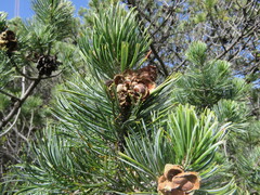 Pinus johannis, photograph (c) Luis F. Ramírez, some rights reserved (CC BY)