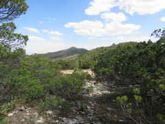 Johann's Pine (Pinus johannis)