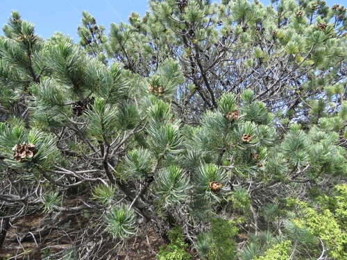 Pinus johannis, photograph 6
