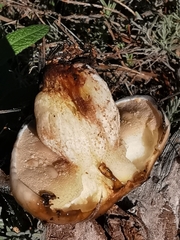 Suillus bellinii