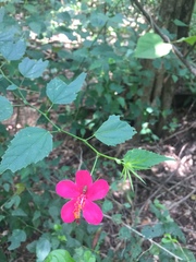 Hibiscus phoeniceus