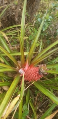 Ananas