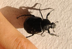 Gnorimus variabilis