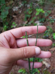 Equisetum × nelsonii