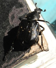 Gnorimus variabilis