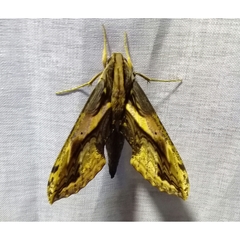 Xylophanes ceratomioides