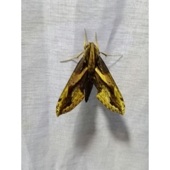Xylophanes ceratomioides