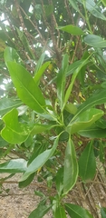 Voacanga thouarsii