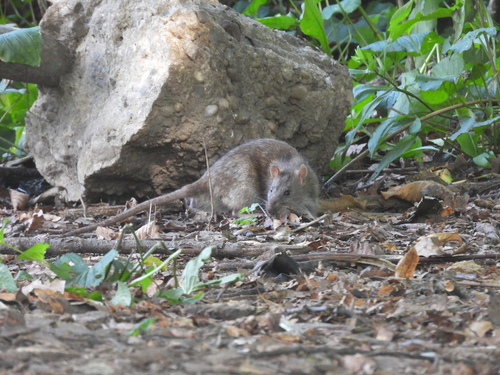 Rat photographed near here on 2025-09-09