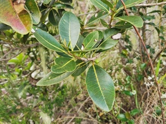 Sideroxylon borbonicum