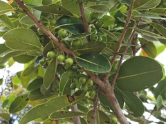 Sideroxylon borbonicum