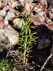 Genista hispanica