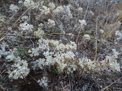 Artemisia austriaca
