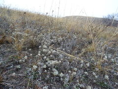 Artemisia austriaca