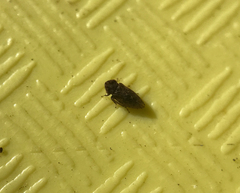 Megophthalminae