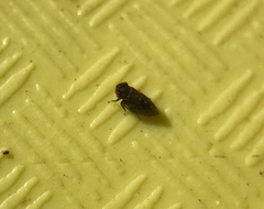 Megophthalminae