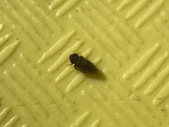 Megophthalminae
