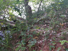 Equisetum × nelsonii