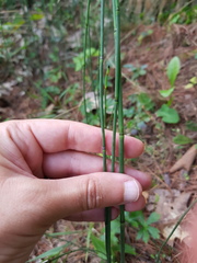 Equisetum × nelsonii