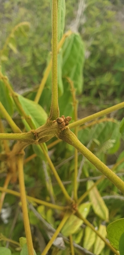 Cnestis polyphylla image