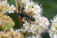 Aphilanthops frigidus