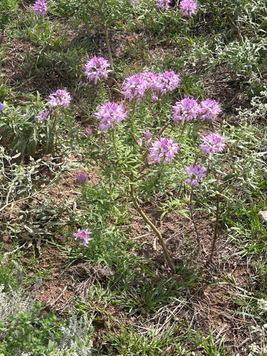 Rocky Mountain Beeplant